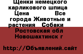 Щенки немецкого карликового шпица › Цена ­ 20 000 - Все города Животные и растения » Собаки   . Ростовская обл.,Новошахтинск г.